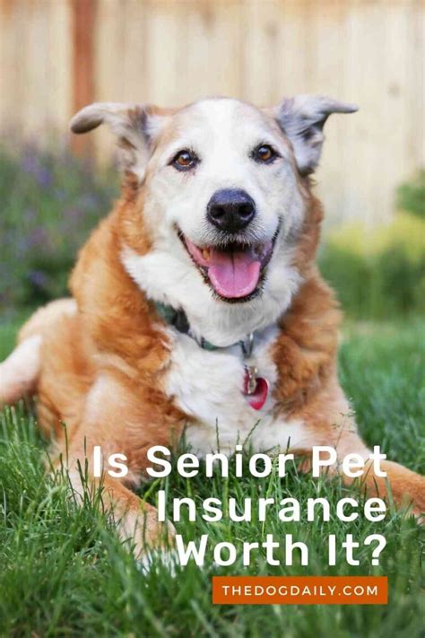 senior pet insurance for dogs.